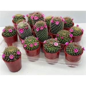 348 bloei Quality Glas rood 6,5 cm