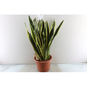 Sansevieria Laurentii