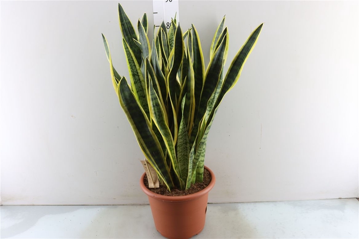 <h4>Sansevieria Laurentii</h4>