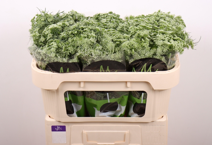 <h4>AMMI VIS CASABLANCA</h4>