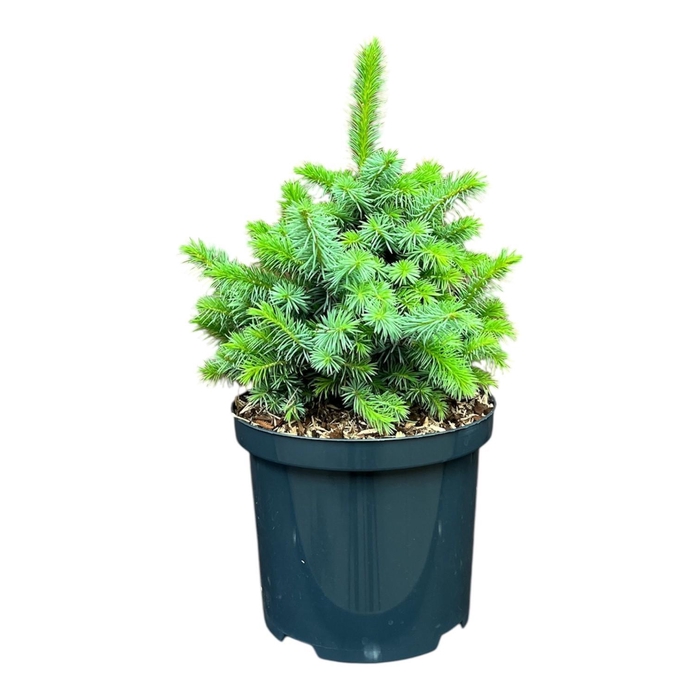 <h4>Picea s. 'Midget'</h4>