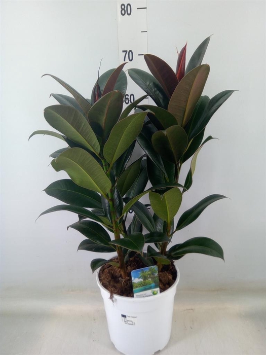 <h4>Ficus   ...</h4>