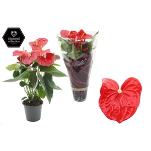 Anthurium 12 cm Everio in Couture Diamond Line Purple sleeve