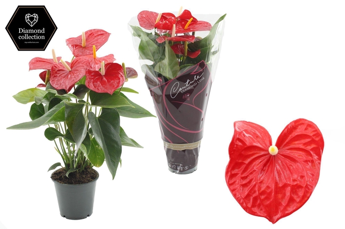 <h4>Anthurium 12 cm Everio in Couture Diamond Line Purple sleeve</h4>