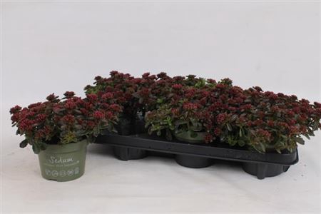 <h4>Sedum Spu Spot D Ros</h4>