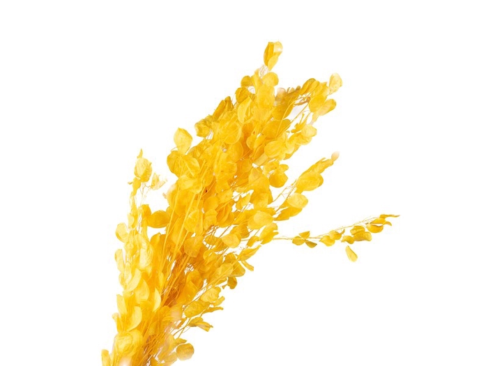 <h4>Lunaria Preserved Yellow</h4>