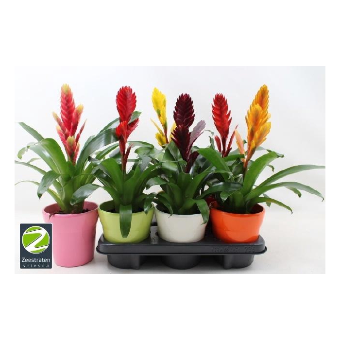 <h4>VRIES GEM 6 SRT</h4>