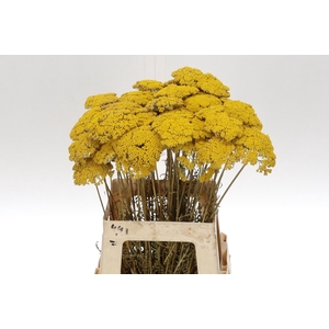 Achillea Droog Parker Natural Per Bos