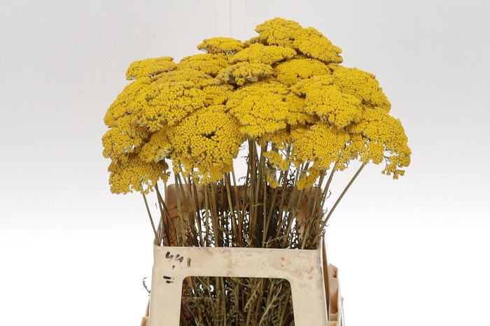 Achillea Droog Parker Natural Per Bos