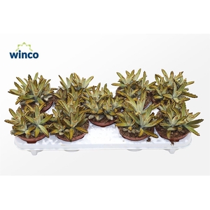 Kalanchoe Tomentosa Golden Girl