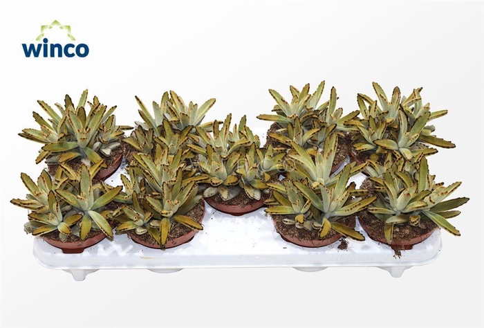 <h4>KALANCHOE TOMENTOSA</h4>