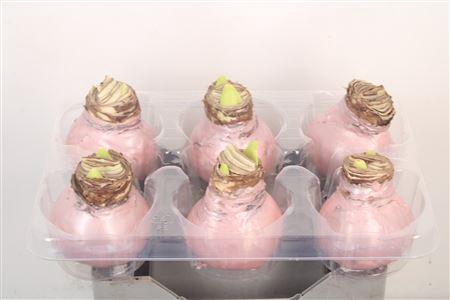 <h4>Wax Amaryllis Ivoor</h4>