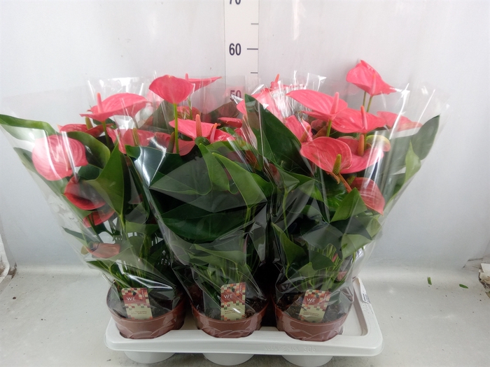 <h4>Anthurium   ...</h4>