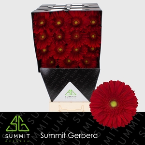 Gerbera Dinero Diamond