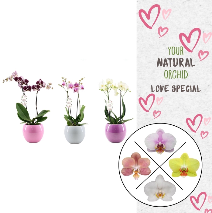 <h4>Phal. 2 spike Flower Symphony Mix in Lisa keramiek</h4>