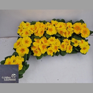 PRIM AC SAL GOLD YEL