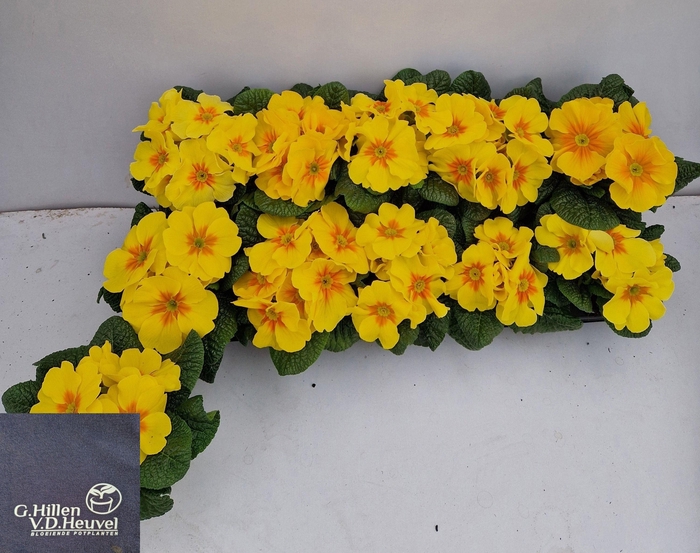 <h4>PRIM AC SAL GOLD YEL</h4>