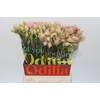 Blushing Bride Ayoba Satin Star
