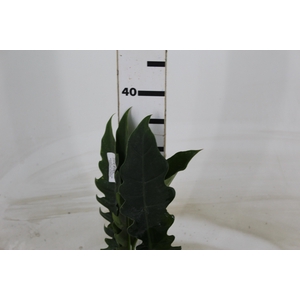 FOLHAGEM PHILODENDRON RING OF FIRE 020 CM
