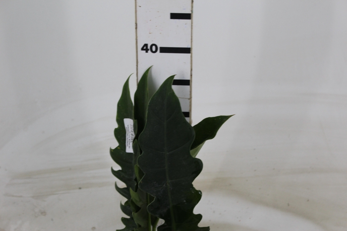 <h4>FOLHAGEM PHILODENDRON RING OF FIRE 020 CM</h4>