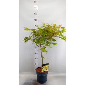 Acer palmatum 'Osakazuki'