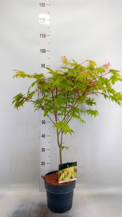 <h4>Acer palmatum 'Osakazuki'</h4>