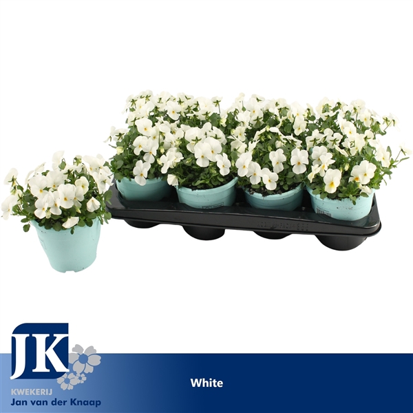 <h4>Viola Cornuta White</h4>