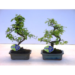 Sageretia theezans, 20cm., shape, without drip tray