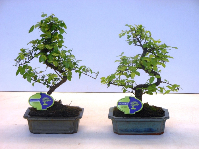 <h4>Sageretia theezans, 20cm., shape, without drip tray</h4>