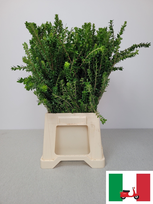 <h4>MYRTUS TARANTINO PB</h4>