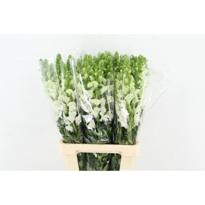 ANTIR POTO EARL WHIT