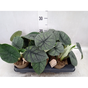 Alocasia   ...