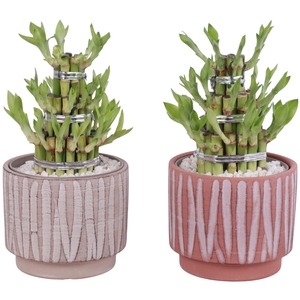 Lucky Bamboo Shape Round 3S Ø14cm Ceramic NT667