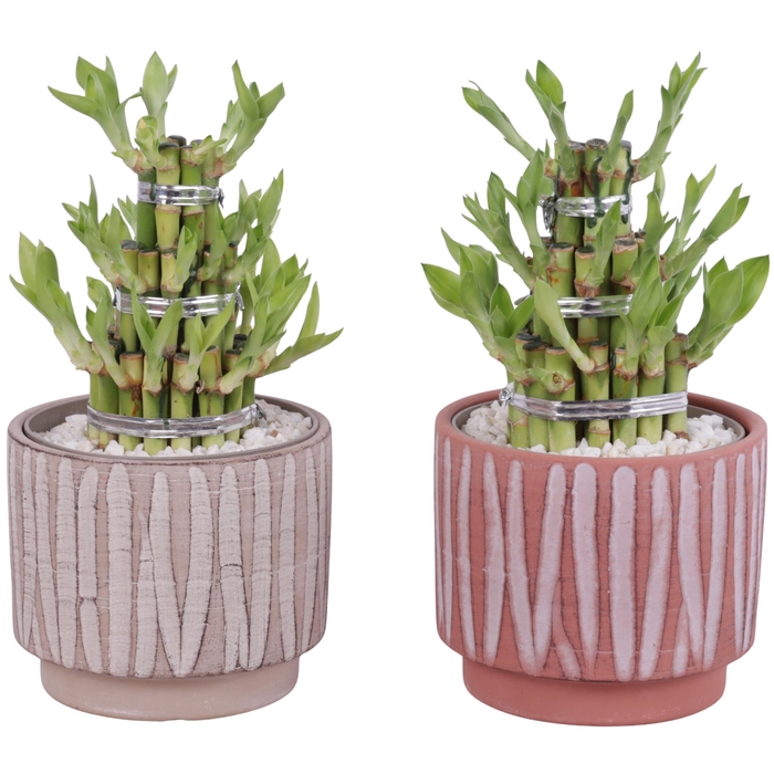 <h4>Lucky Bamboo Shape Round 3S Ø14cm Ceramic NT667</h4>