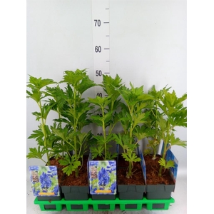 Aconitum carmichaelii