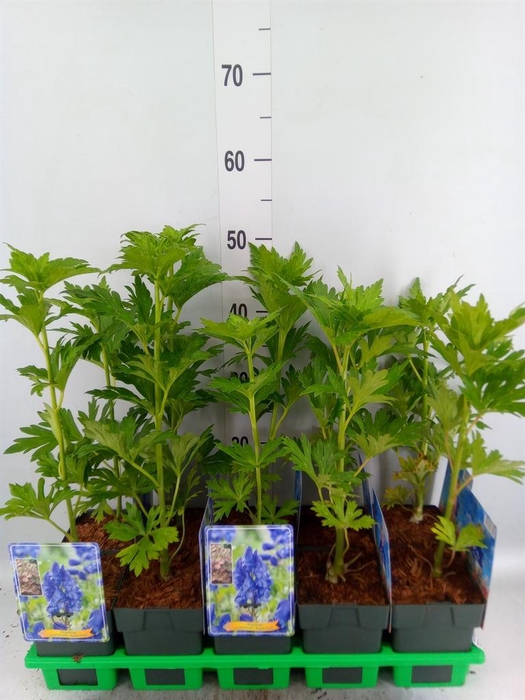 <h4>Aconitum carmichaelii</h4>