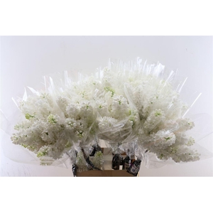 Syr V Mme Fl Stepman