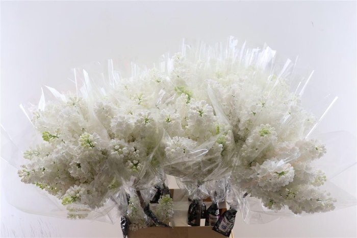 <h4>Syr V Mme Fl Stepman</h4>