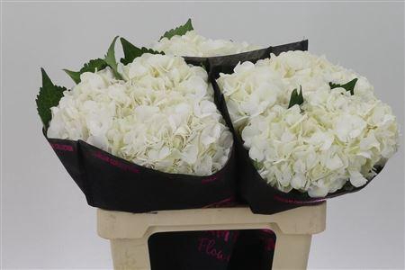 <h4>Hydr M Bianca</h4>