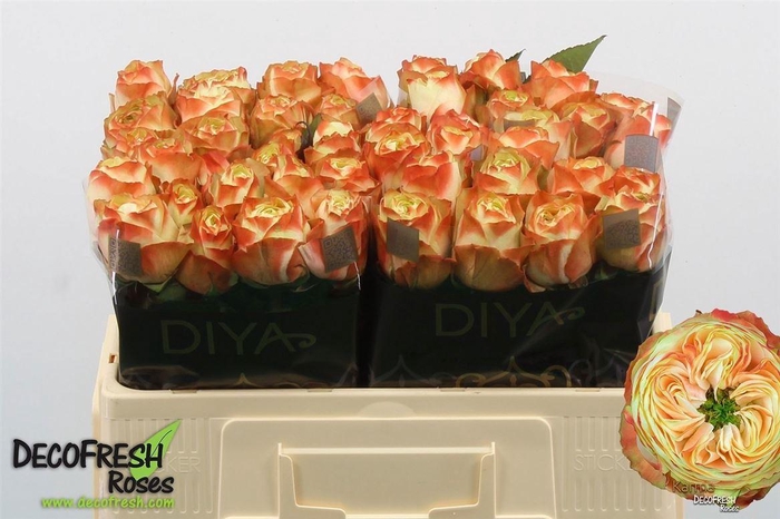 <h4>R Gr Karma-bb</h4>