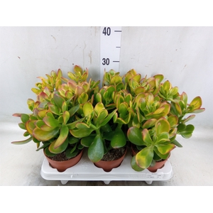 Crassula ovata 'Sunset'