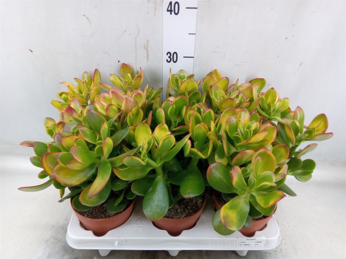 <h4>Crassula ovata 'Sunset'</h4>
