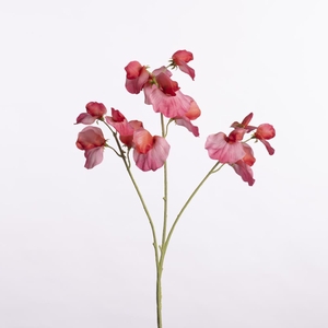 AF Lathyrus Sprx3 L66cm Fuchsi