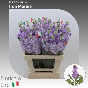 Matthiola Iron Marine