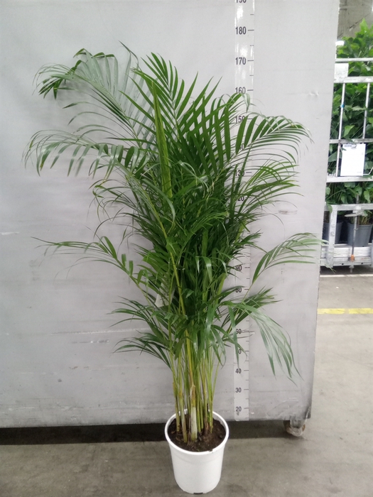 <h4>Dypsis lutescens   ...Chrysalidoca</h4>