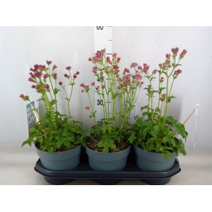 Astrantia major 'Roma'