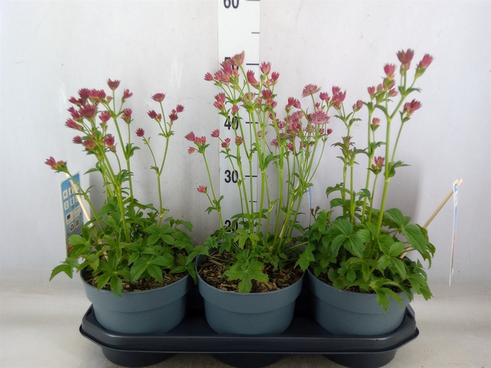 <h4>Astrantia major 'Roma'</h4>