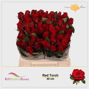 R GR RED TORCH