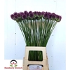 Allium Sphaerocephal (kogel)