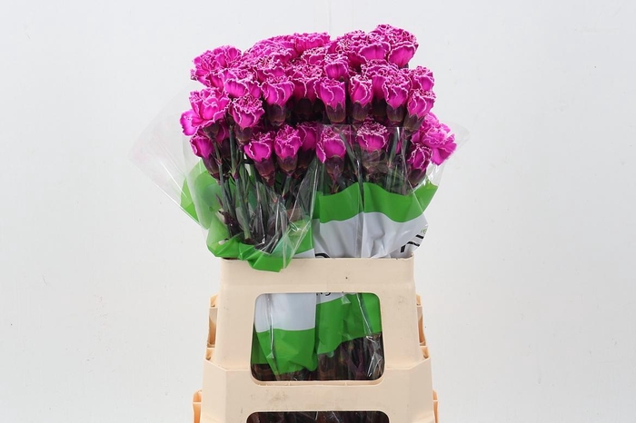 <h4>Di St Tinted Hot Pink</h4>